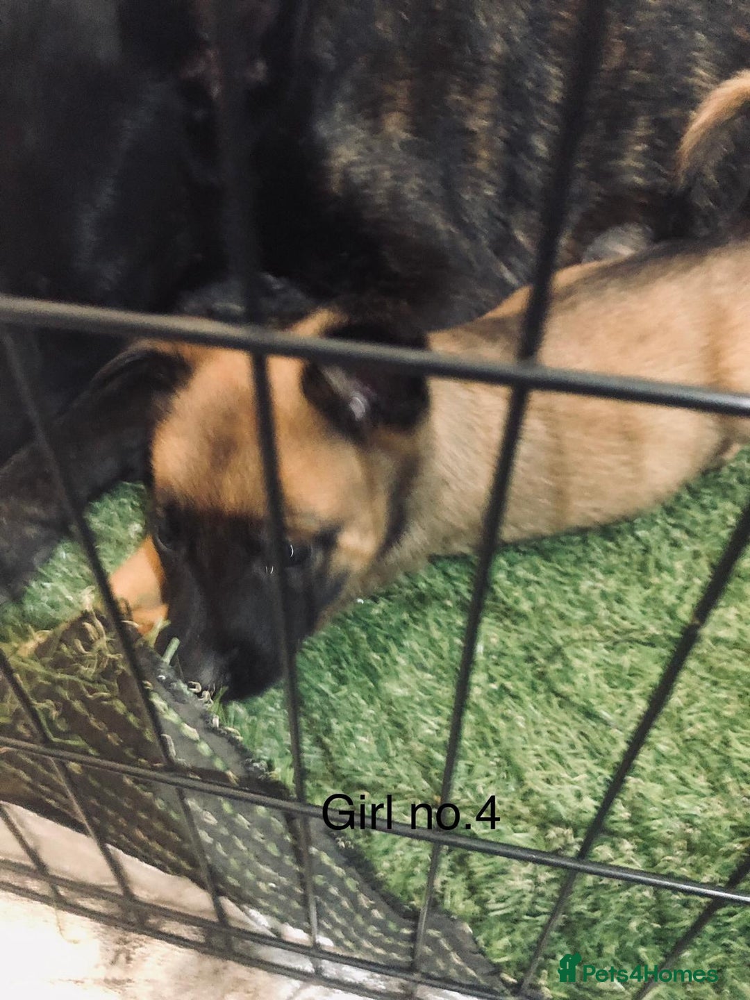 Belgian Shepherd Dog dogs for sale: Dutch shepherd/ Belgian malinois  - Image 9