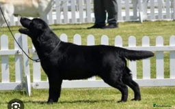 Labrador Retriever dogs for sale: Show Quality Black & Chocolate Labrador Pups - Image 4