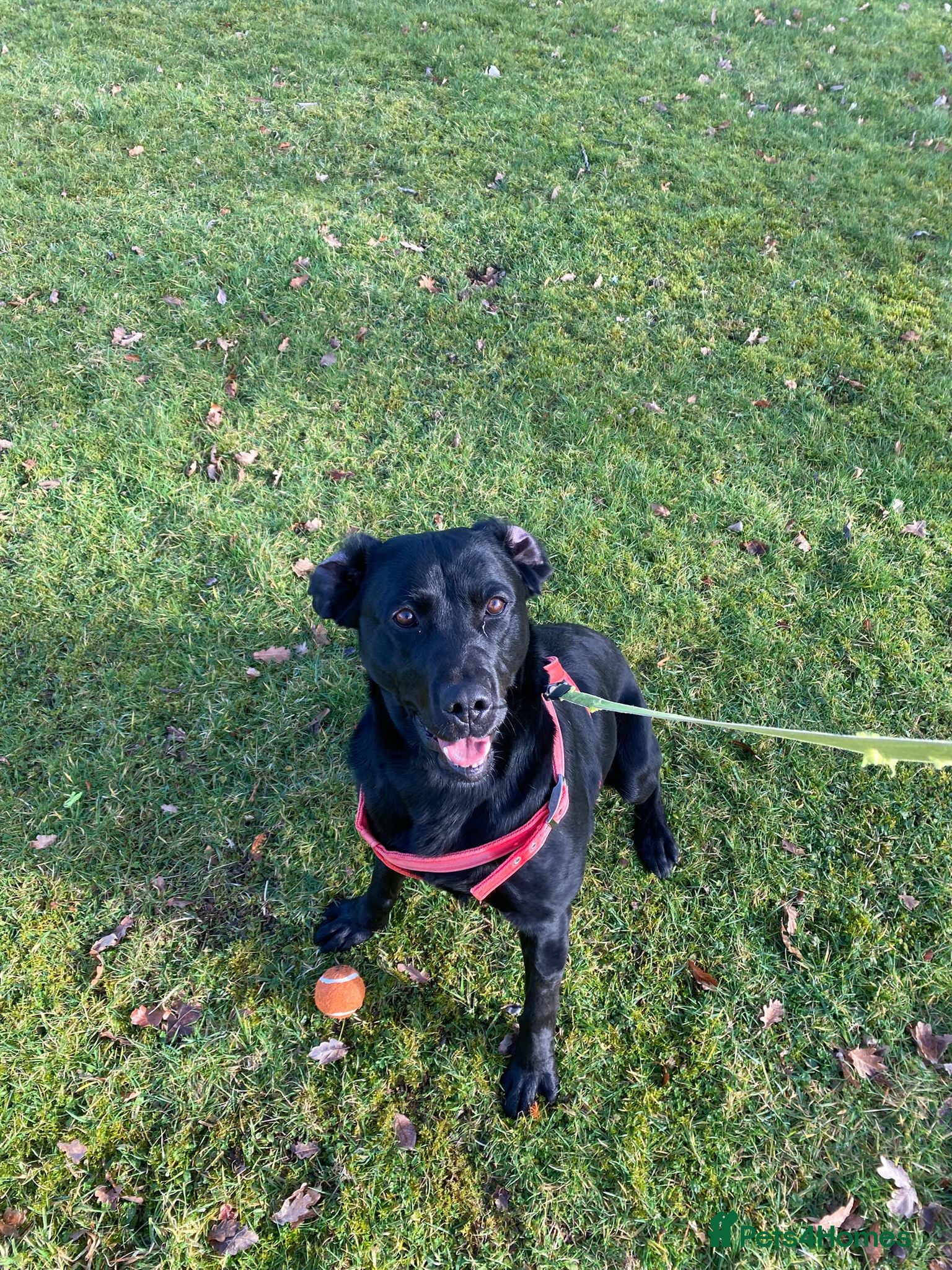 Labrador Retriever dogs Sweet but Batty Labrador Male for Sale - Advert 1