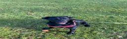 Labrador Retriever dogs for sale: Sweet but Batty Labrador Male for Sale in Birmingham - Advert 1
