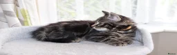 Mixed Breed cats for sale: Tabby Kittens Ready for Collection  - Advert 5