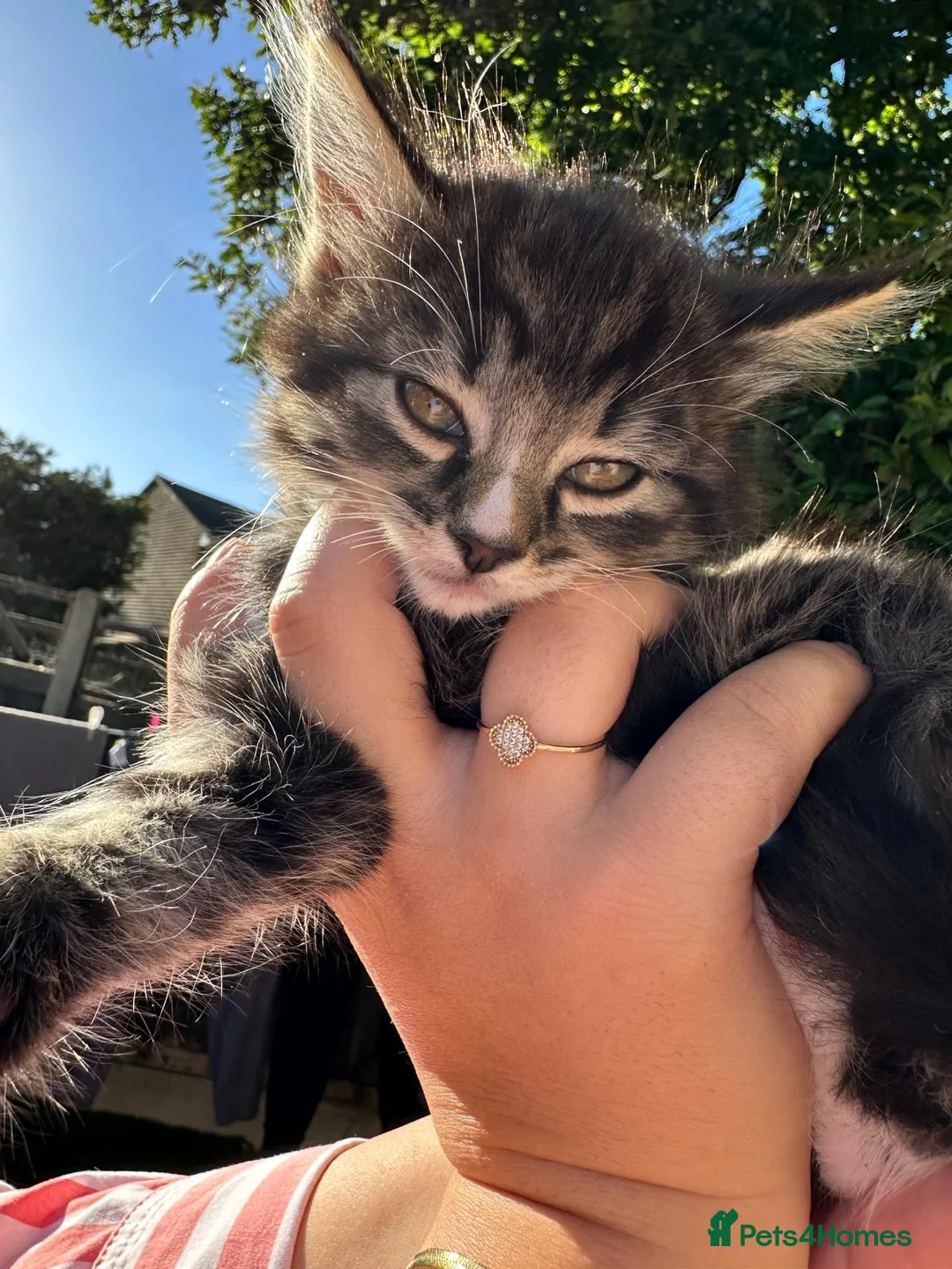 Domestic Shorthair cats for sale: 🐾 Adorable Kittens – 1Black Male & 3Tabby Females in Waltham Abbey - Advert 2