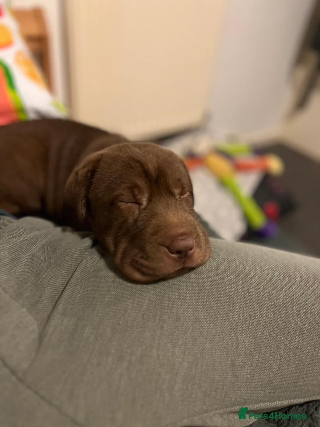 Shar Pei dogs for sale: Shar pei (9 weeks old) in Kidderminster - Advert 1