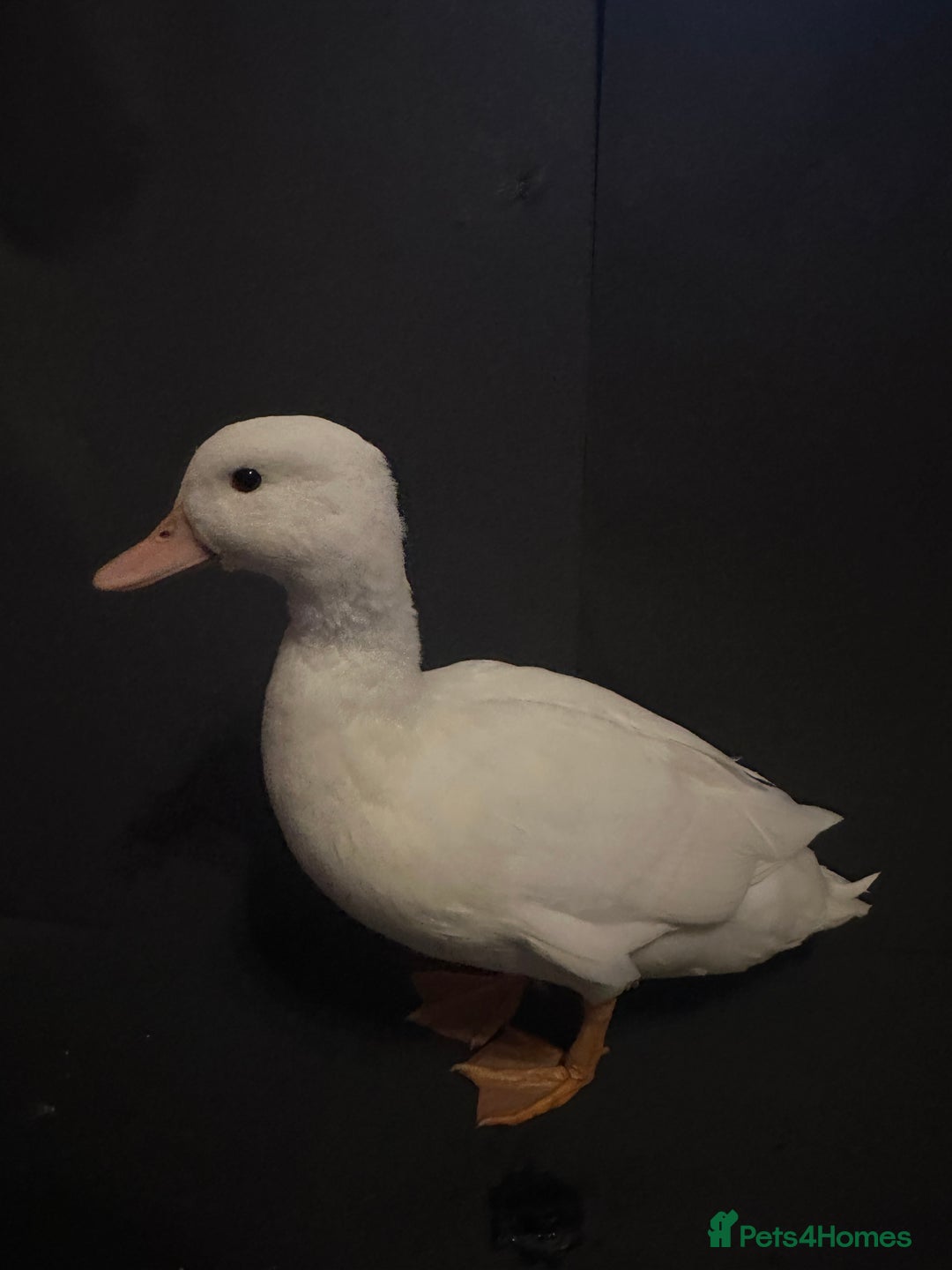 Ducks poultry for sale: Pure white call ducks  - Image 1
