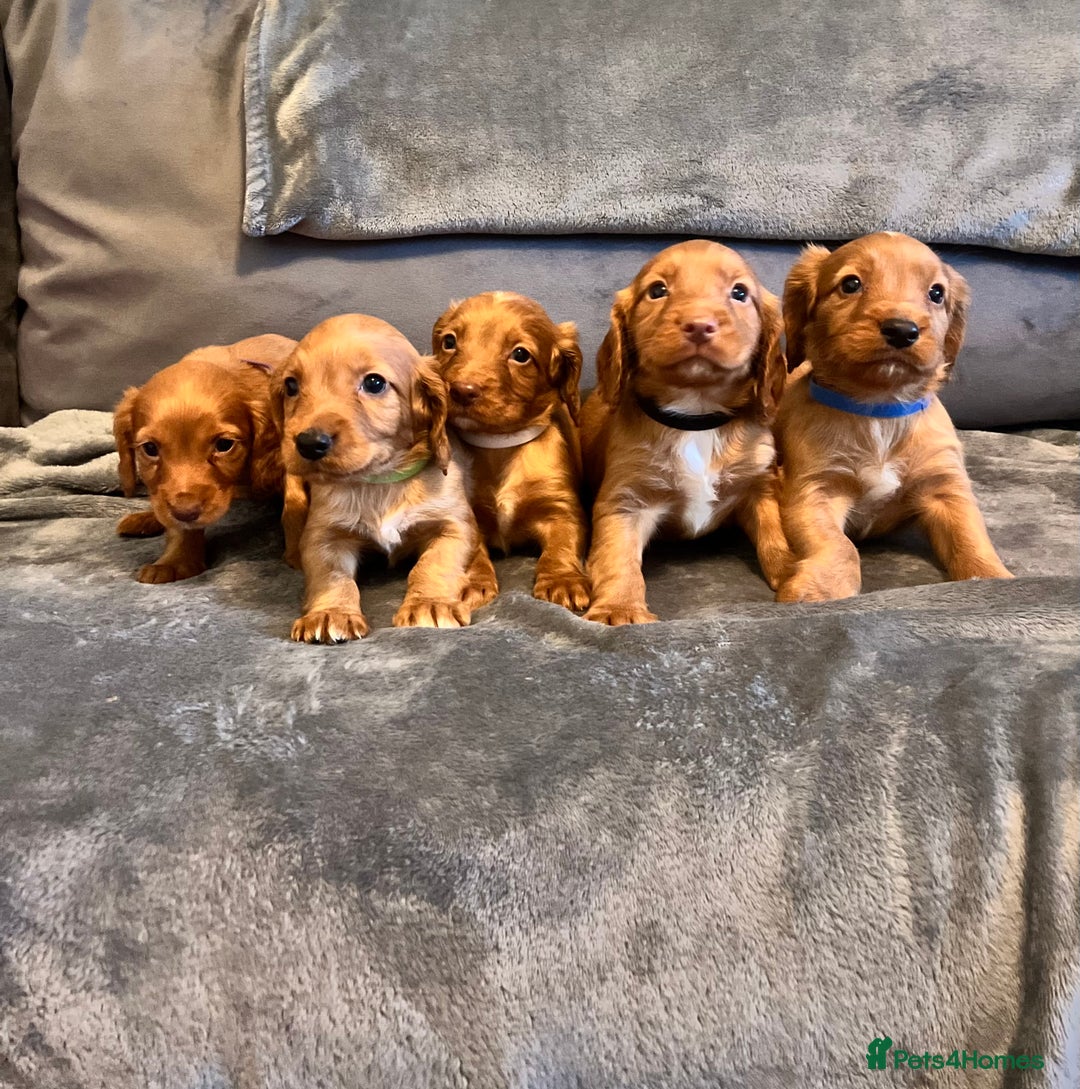 Cocker Spaniel dogs for stud: RED KC STUD DOG  in Bishop Auckland - Advert 10