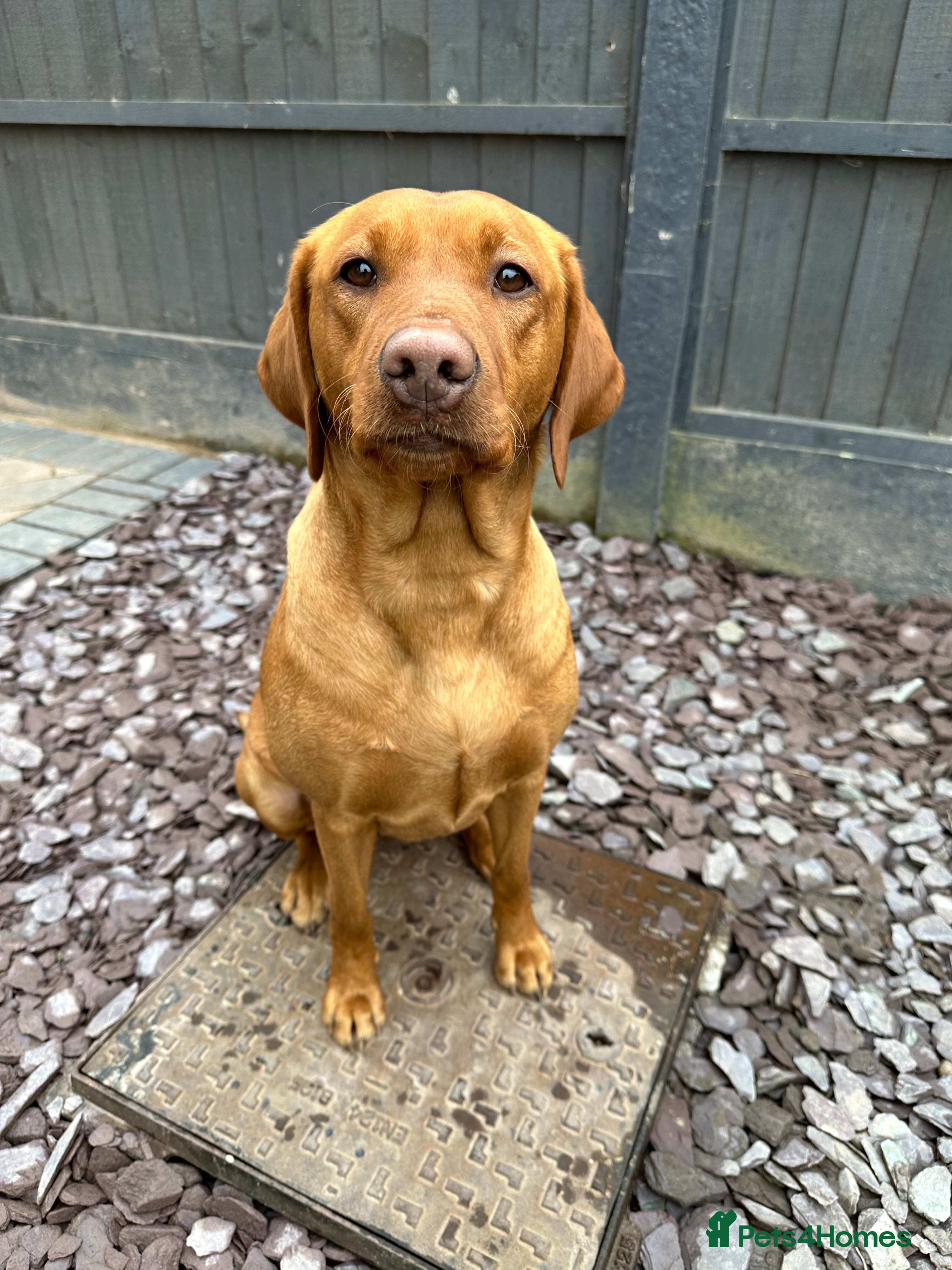 Labrador Retriever dogs KC Fox Red Labrador Pups FTCH Sire - Health Tested - Advert 2