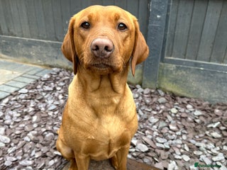 Labrador Retriever dogs FTCH Sired Labrador Pups - Advert 1