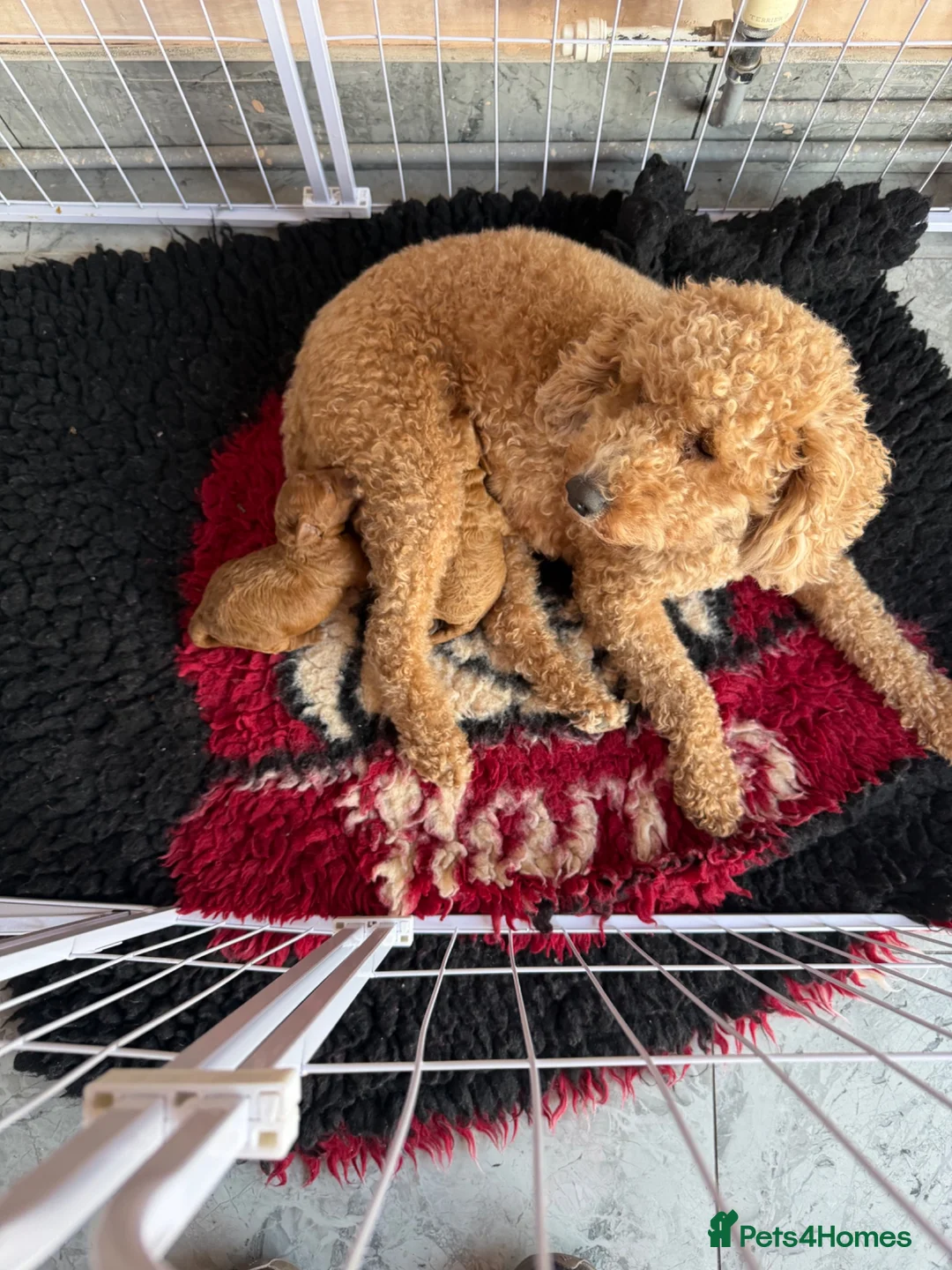 Cavapoo dogs for sale: 2x Cavapoo F1B pups 1 boy 1 girl available  - Advert 1