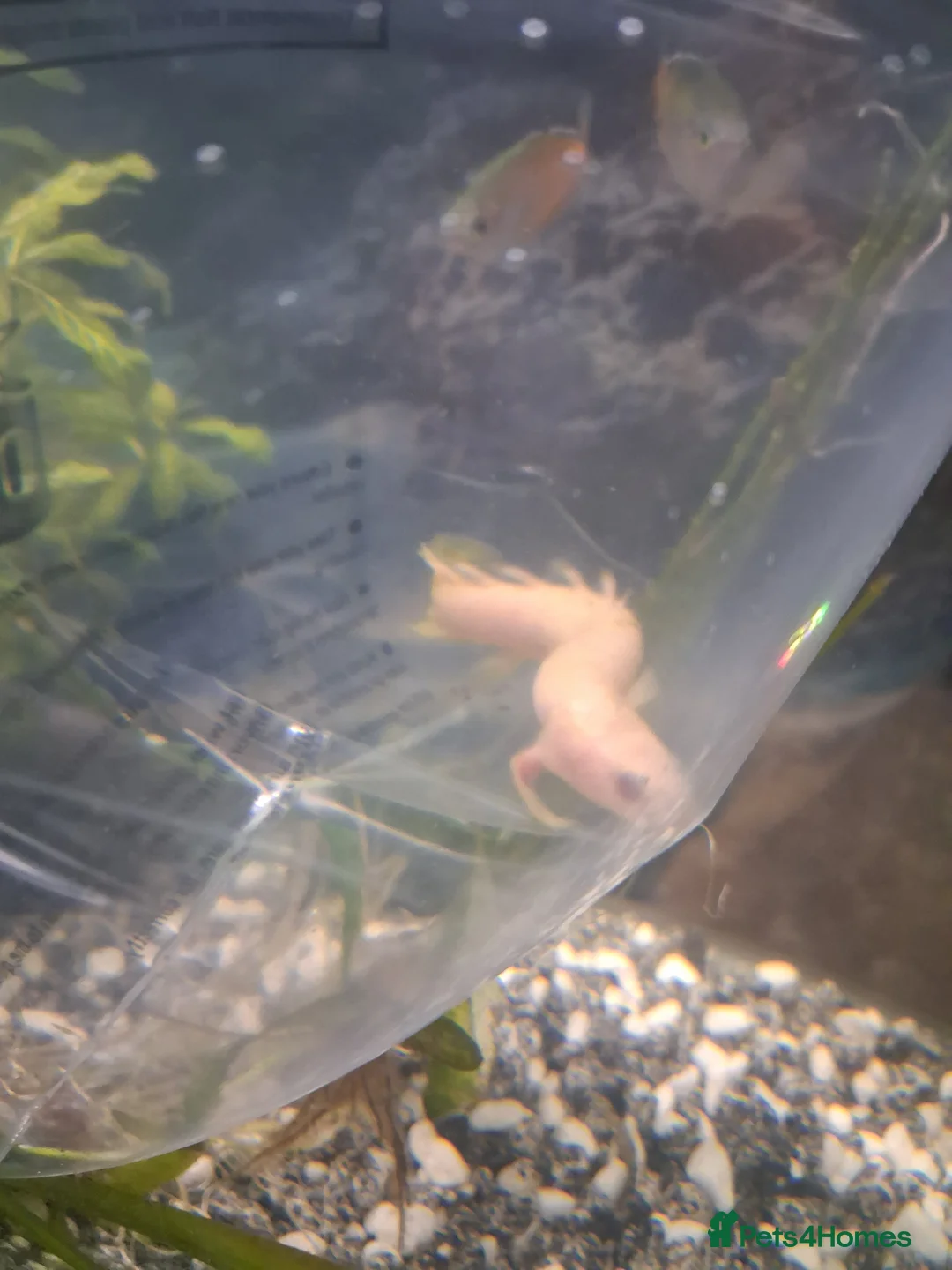 Other/Mixed Breed fish for sale: Senegal Bichir - Advert 3