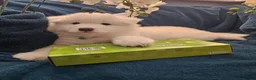 Samoyed dogs for sale: Adorable Samoyed puppies  - Advert 5