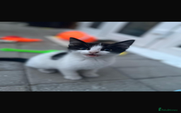 Domestic Shorthair cats for sale: Kittens looking for a loving home - Image 6