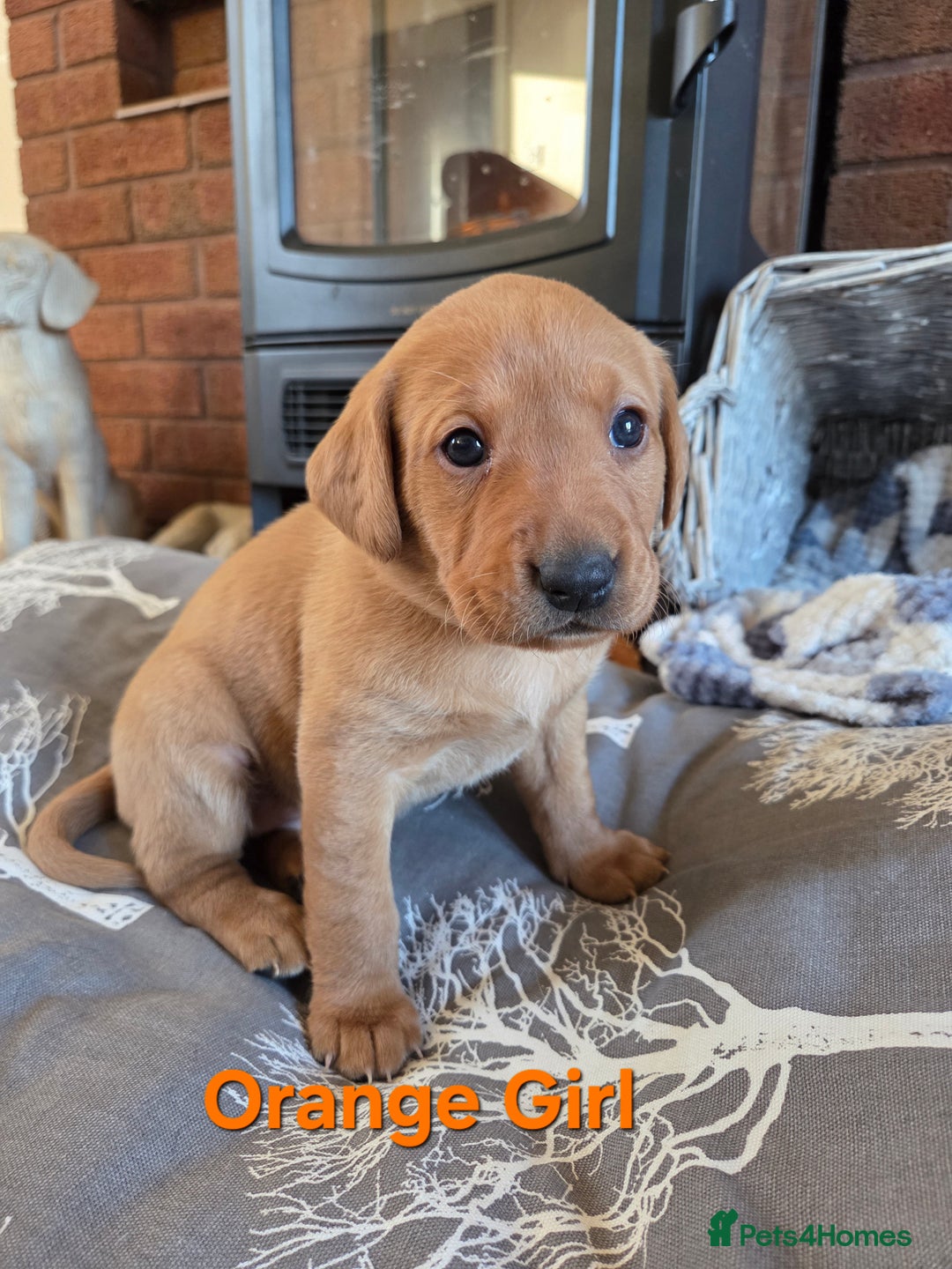 Labrador Retriever dogs for sale: Stunning Red fox labrador puppies  - Advert 15