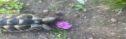 Tortoise reptiles for sale: Spur thigh  in Clacton-on-Sea - Advert 6