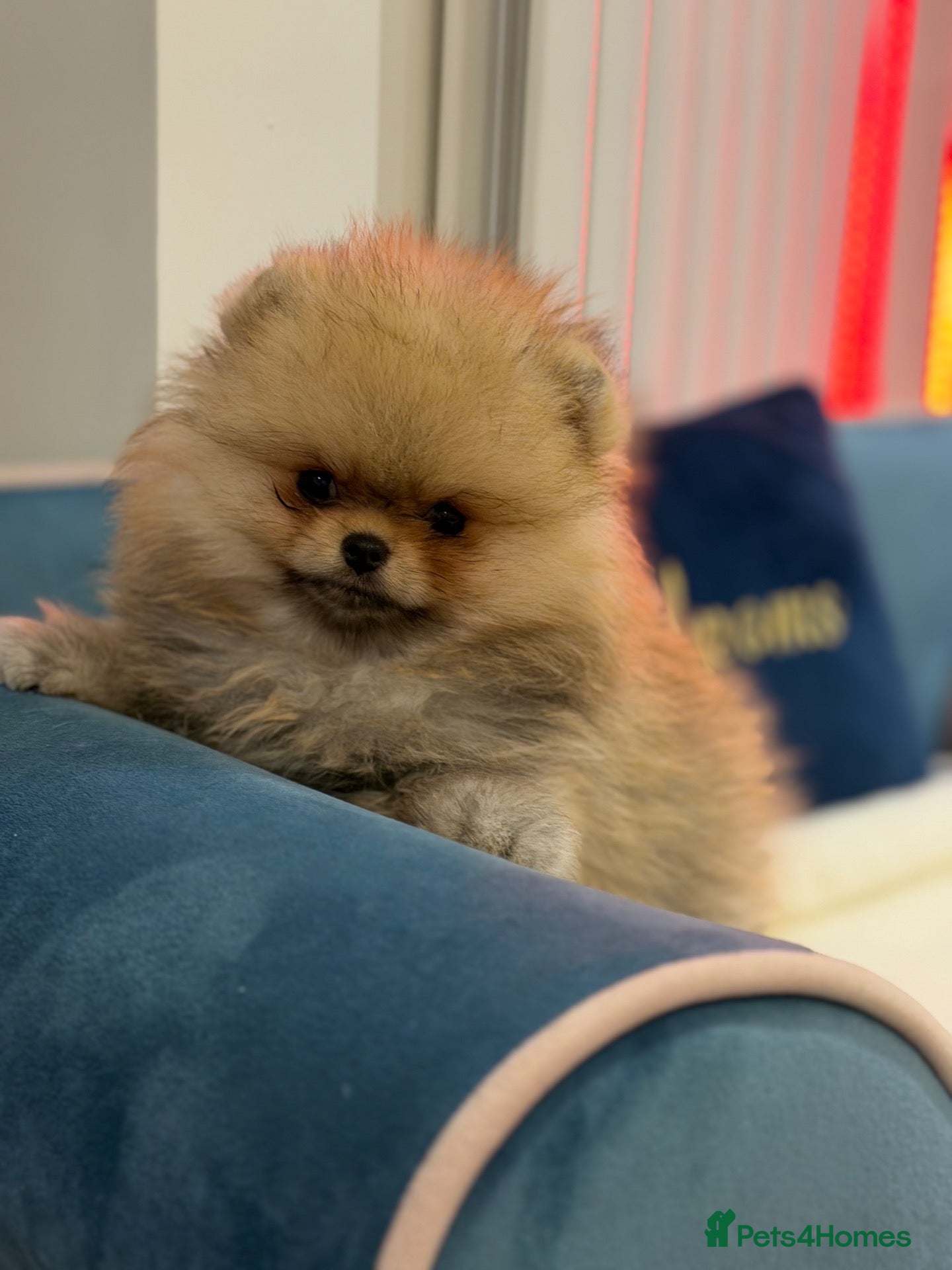 Pomeranian dogs for sale: Micro size teddy  face  - Advert 1