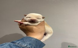 Japanese Shiba Inu dogs for sale: CHUNKY AND PURE Japanese Shiba Inu - Image 1