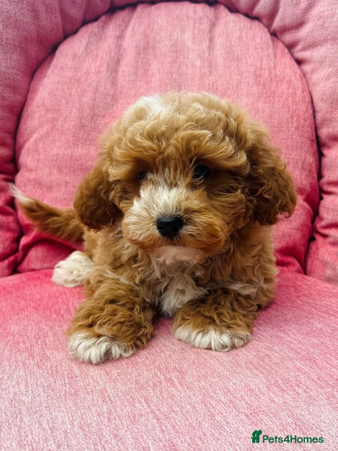 Shihpoo dogs for sale: Beautiful F1 Shihpoo puppies - Advert 7