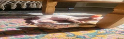 Sphynx cats for sale: Last Canadian sphynx looking for a loving home  - Advert 4