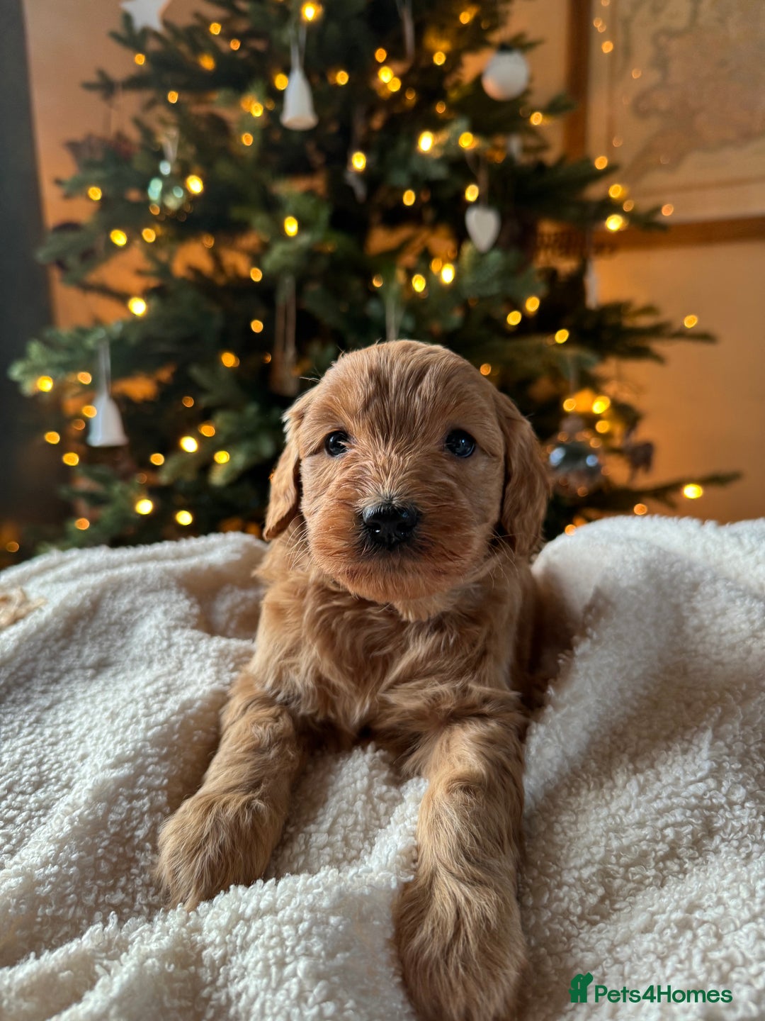 Double Doodle dogs for sale: Stunning Miniature Double Doodles - Advert 1