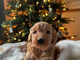 Double Doodle dogs Stunning Miniature Double Doodles - Advert 14