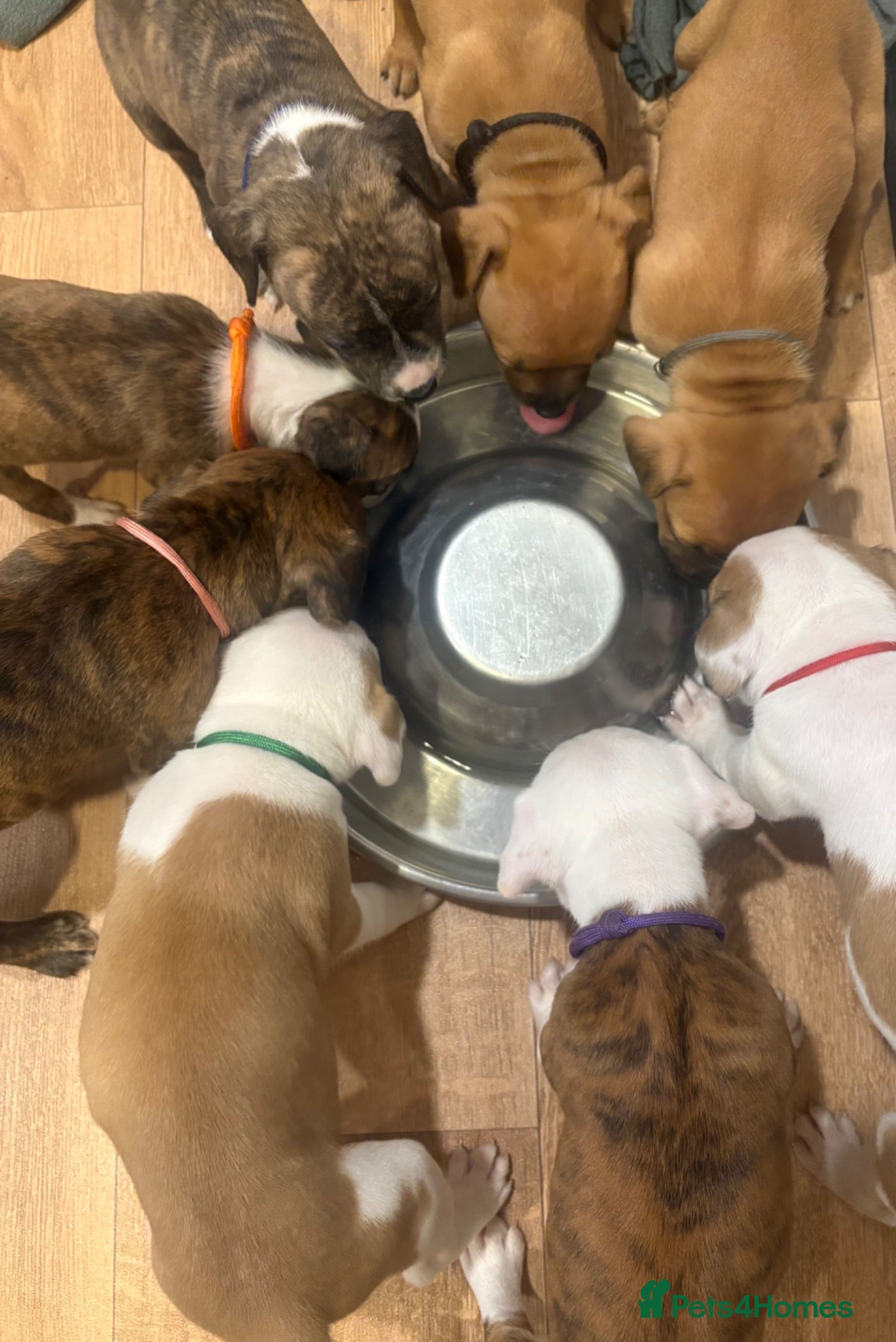Staffordshire Bull Terrier dogs Stunning litter of Staffies  - Advert 1