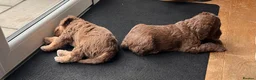 Bedlington Terrier dogs for sale: Bedlington terrier in Stoke-on-Trent - Advert 6