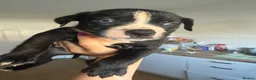 Mixed Breed dogs for sale: American bulldog x Husky puppies  - Advert 15