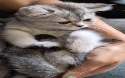 British Shorthair cats for sale: 🐾❣️ Beautiful BSH last Girl 💕 PEDIGREE - Image 1