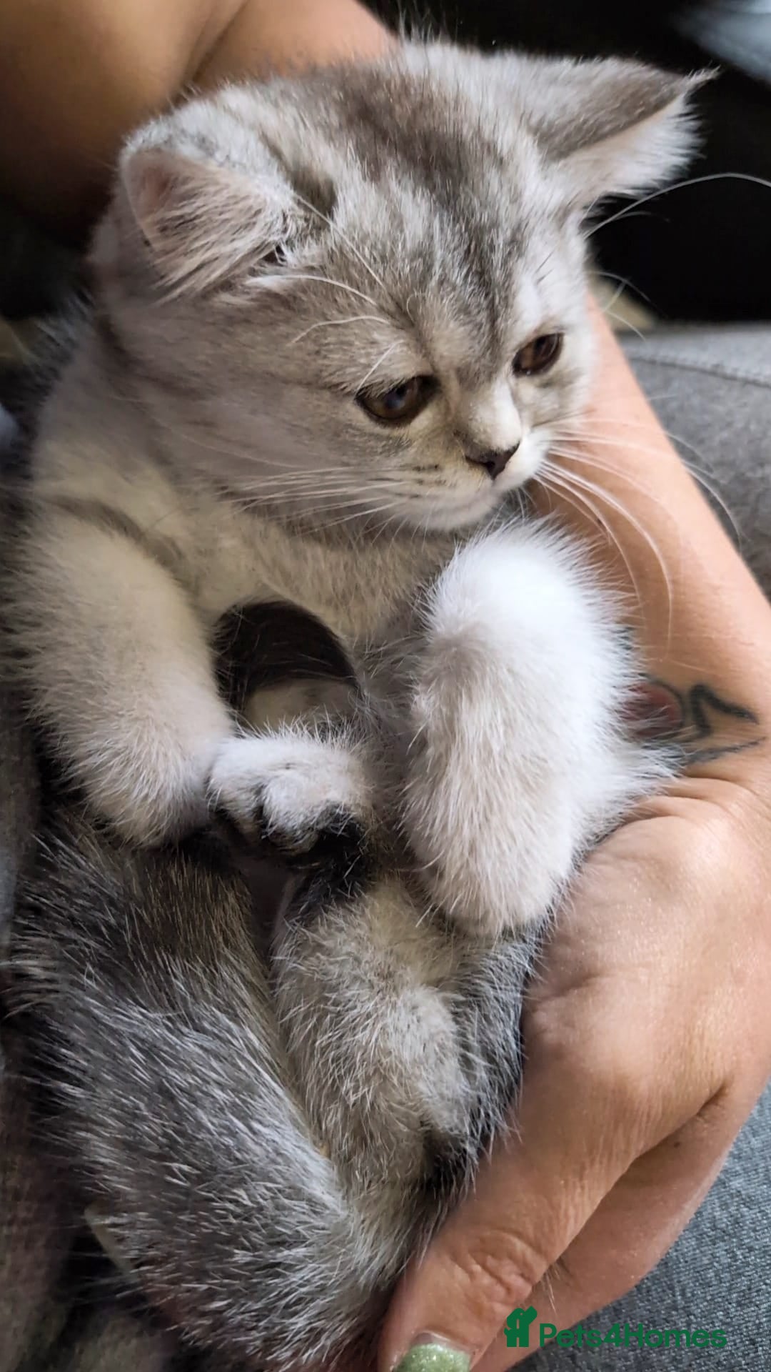 British Shorthair cats for sale: 🐾❣️ Beautiful BSH last Girl 💕 PEDIGREE - Image 1