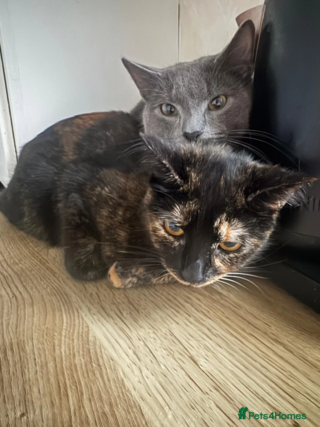 Mixed Breed cats for sale: 2 cats 1 male and 1 female  in Spalding - Advert 2
