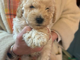 Shihpoo dogs BEAUTIFUL SHIHPOO PUPPIES - Advert 3