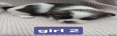 Mixed Breed 6