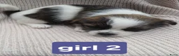 Mixed Breed dogs for sale: Shitzu&chorkie for sale - Advert 7