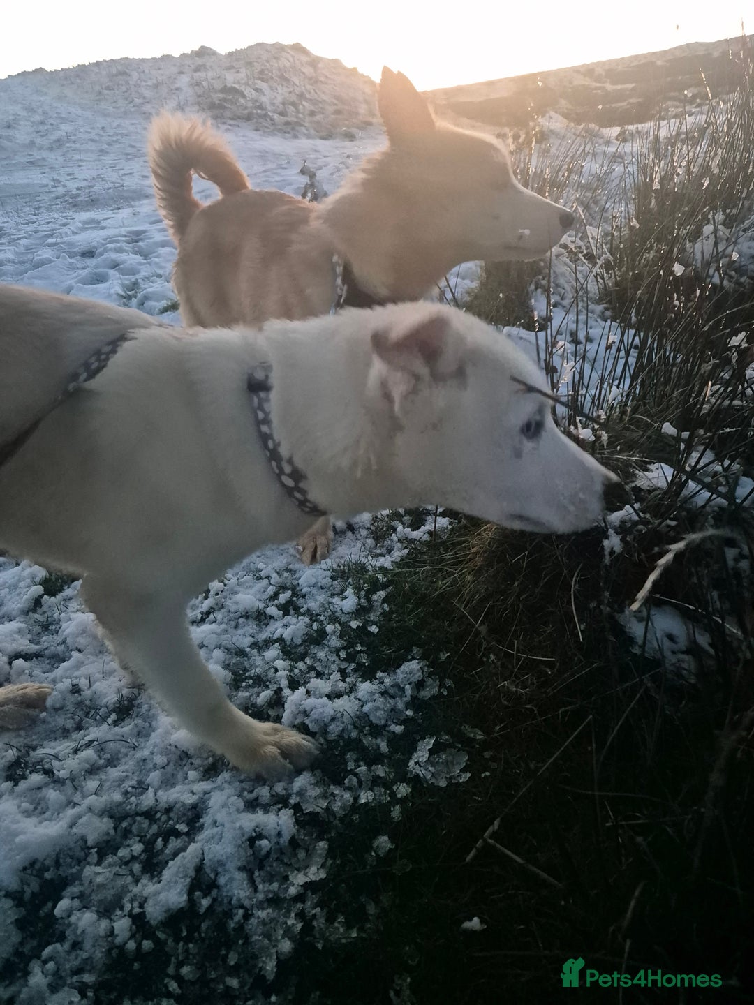 Siberian Husky dogs for sale: Beautiful Husky Looking for Their Forever Homes - Advert 6