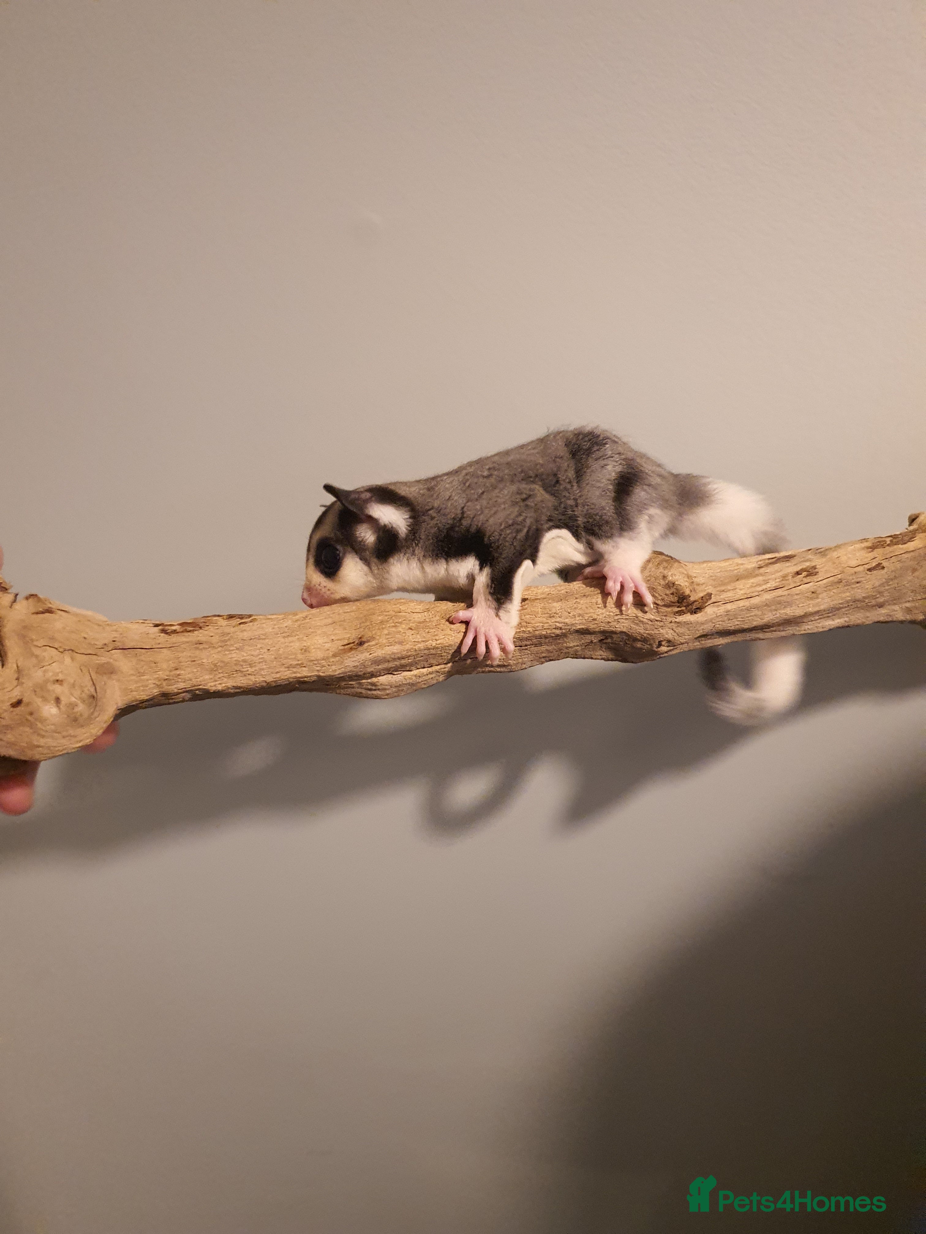 Sugar Glider rodents twin sugarglider boys. - Advert 6