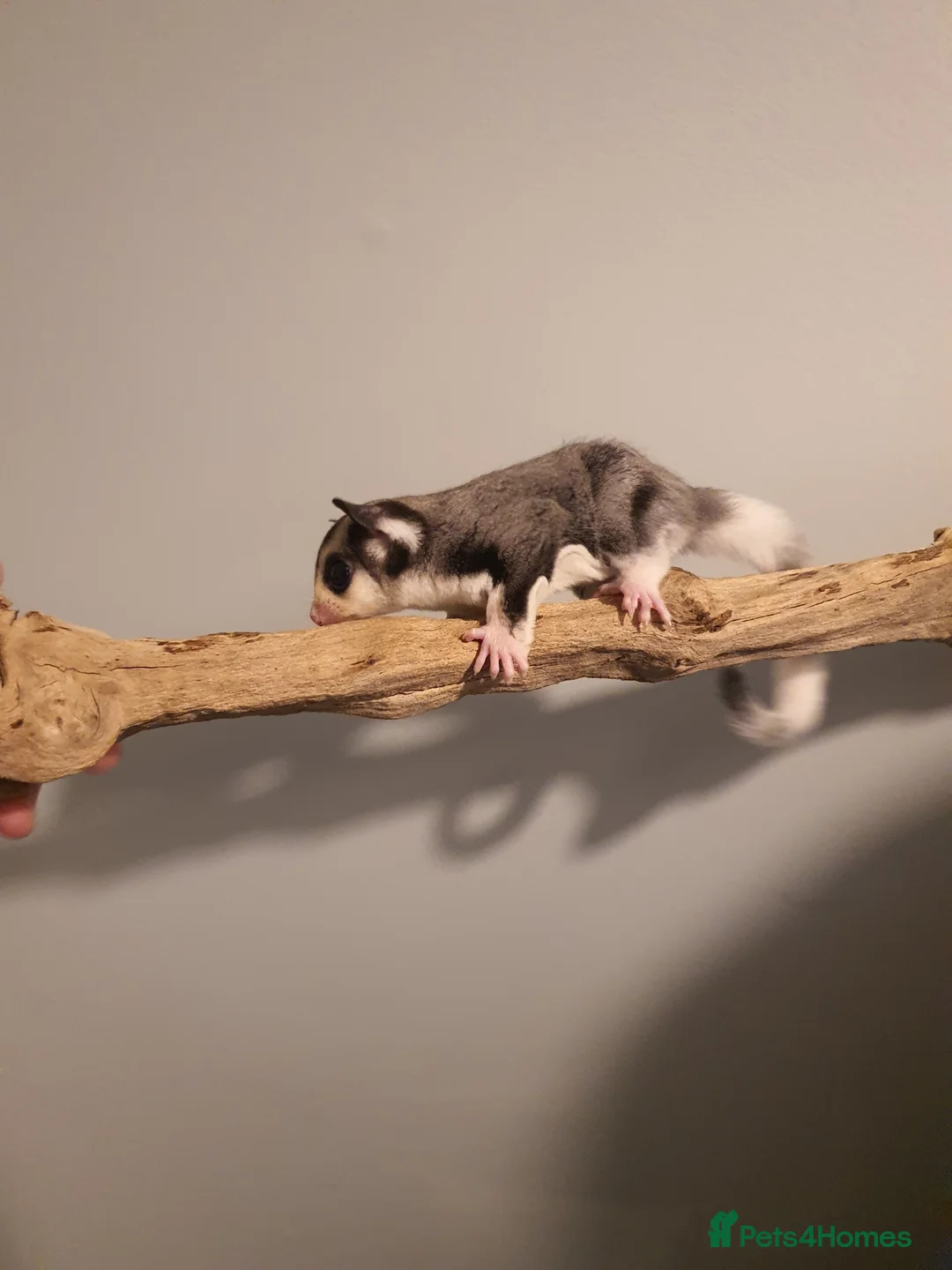 Sugar Glider rodents for sale: twin sugarglider boys. - Advert 1