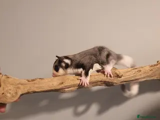 Sugar Glider rodents twin sugarglider boys. - Advert 1