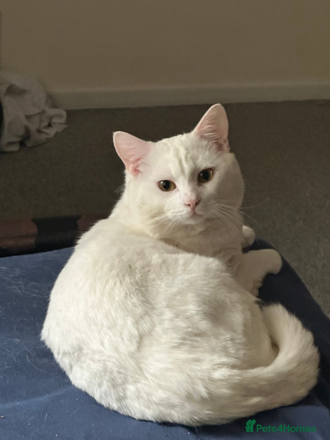 Domestic Shorthair cats for sale: female white cat in Taunton - Image 4