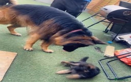 German Shepherd dogs for sale: Czech longhaired German shepherd - Image 4