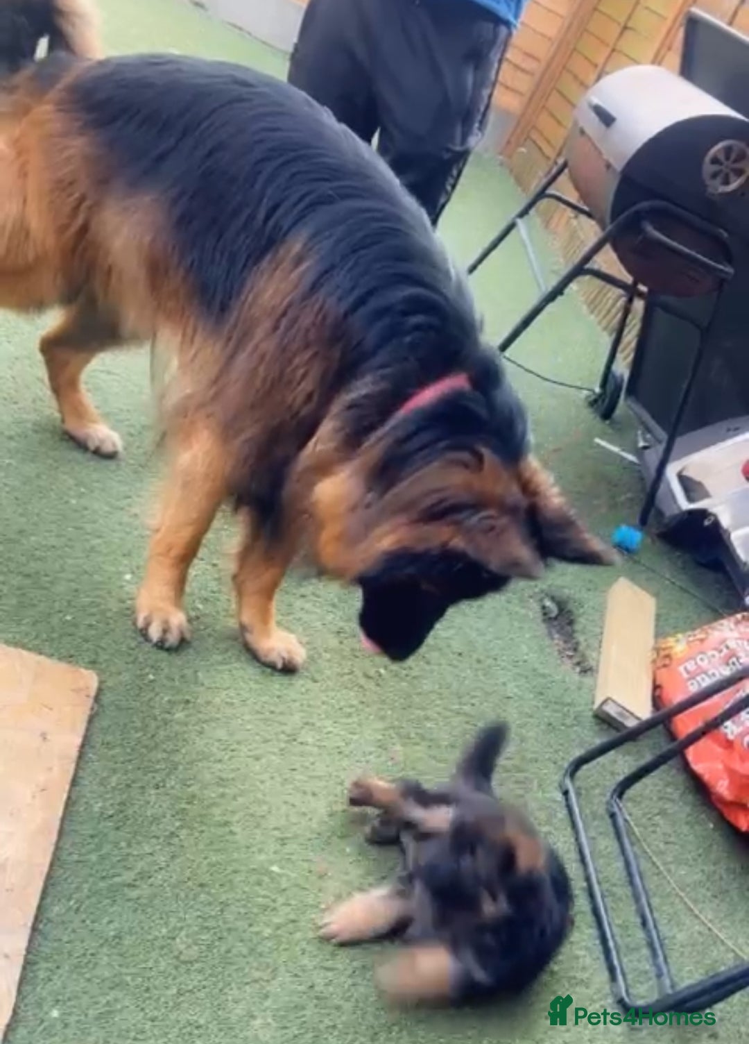 German Shepherd dogs for sale: Czech longhaired German shepherd - Image 4