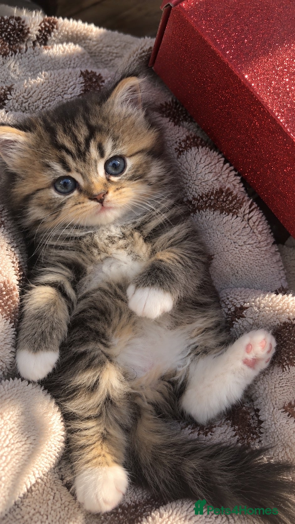 British Longhair cats Scottish straight x British longhair kitten! - Advert 2