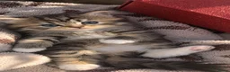 British Longhair cats for sale: Scottish straight x British longhair kitten! - Advert 1