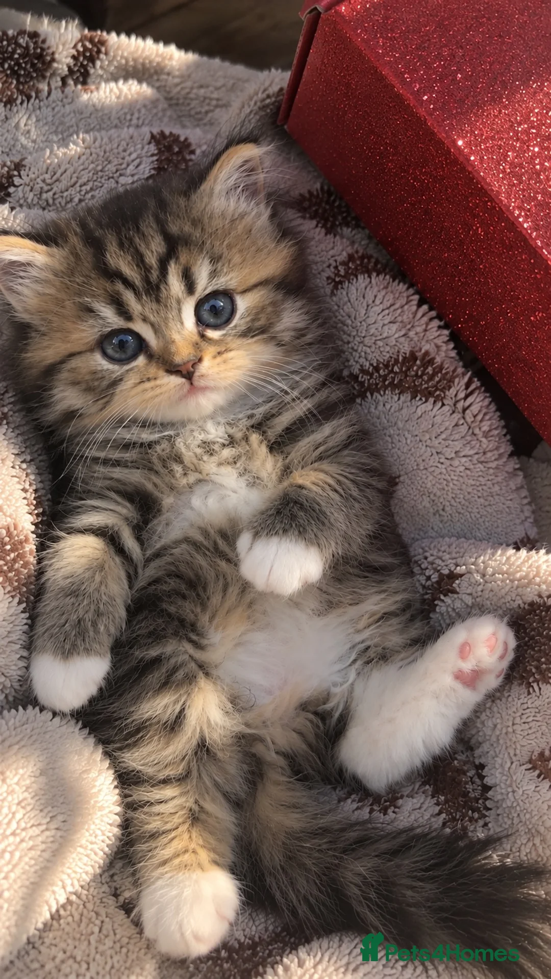 British Longhair cats for sale: Scottish straight x British longhair kitten! - Advert 1