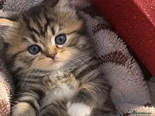 British Longhair cats Scottish straight x British longhair kitten! - Advert 1