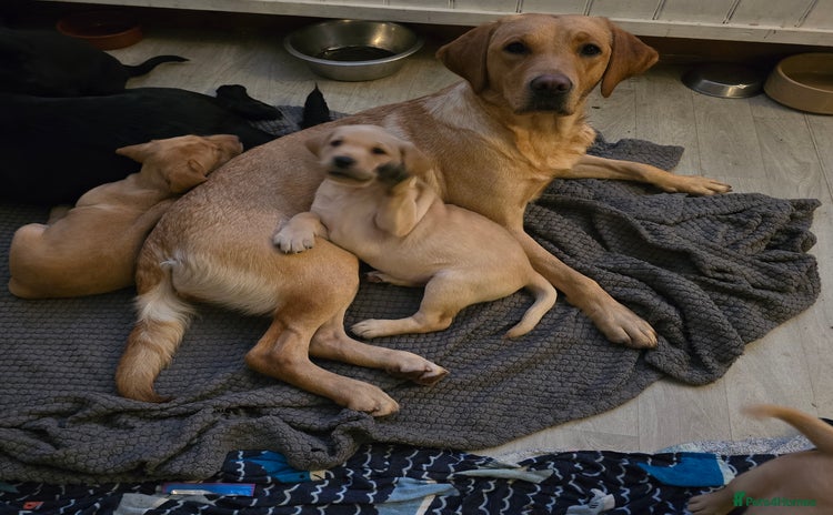 Labrador Retriever dogs - Advert 2