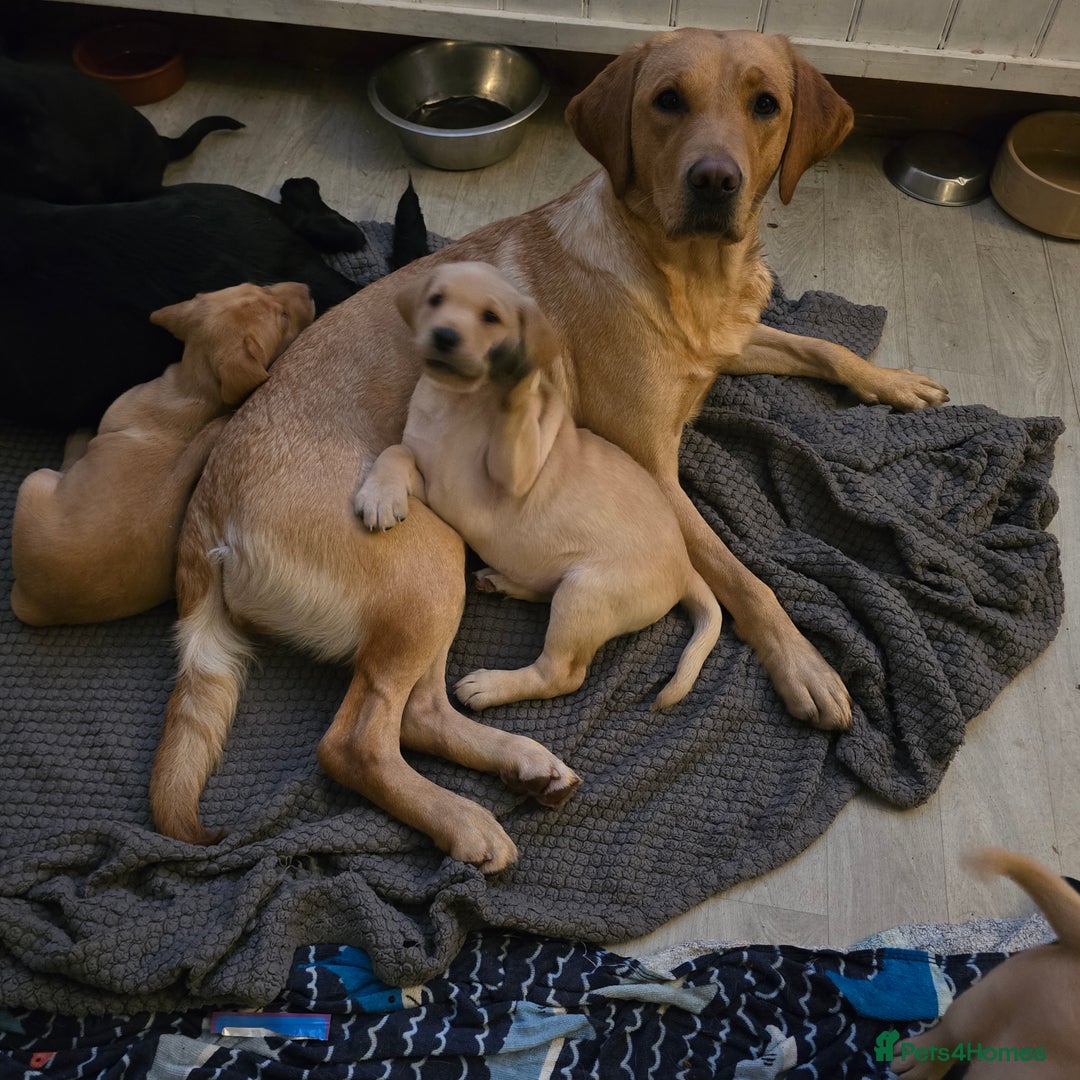 Labrador Retriever dogs for sale: Milromali labradors.Bred for health & temperament  - Image 1
