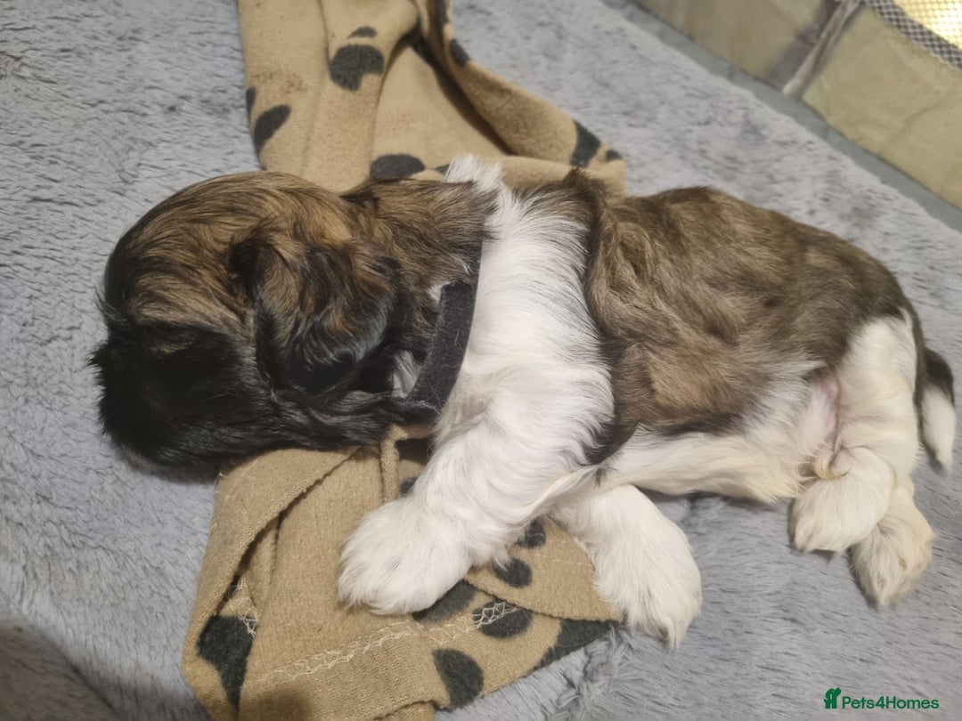 Shih Tzu dogs for sale: Shih tzu pups - Advert 23