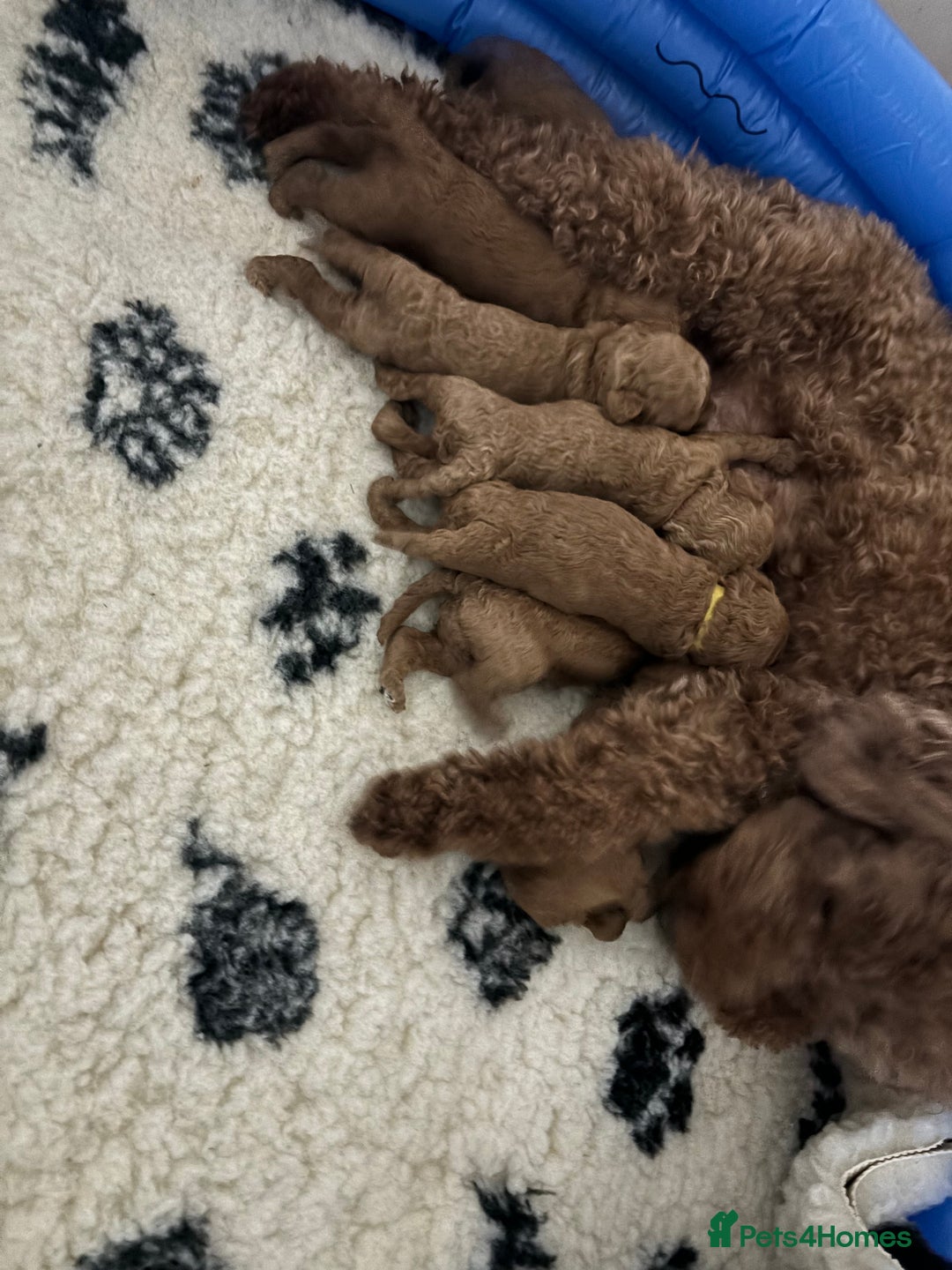 Miniature Poodle dogs for sale: Beautiful deep red  - Image 10
