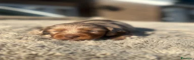Miniature Dachshund Puppy 2