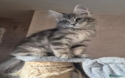 Maine Coon cats for sale: Beautiful Maine Coon kittens  - Image 18