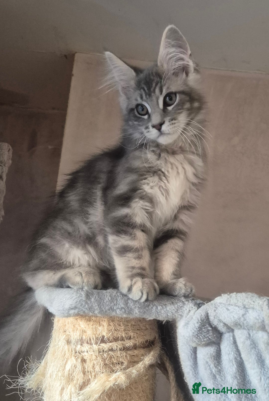 Maine Coon cats for sale: Beautiful Maine Coon kittens  - Image 18